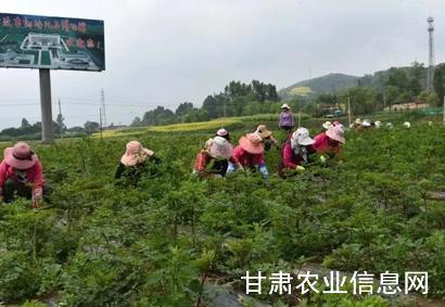 和政县实施“1+3+5”产业扶持工程成效显著