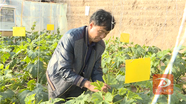 敦煌：温室大棚春意浓寒冬腊月增收忙