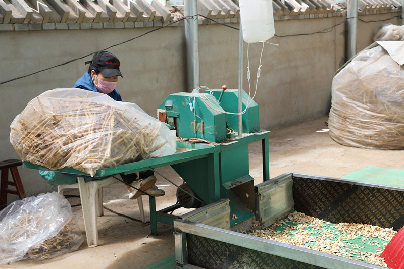 我省年药材加工总量约20万吨产值约30亿元