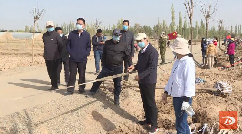 敦煌市千名干部职工义务植树 为农业中心园区建设添新绿