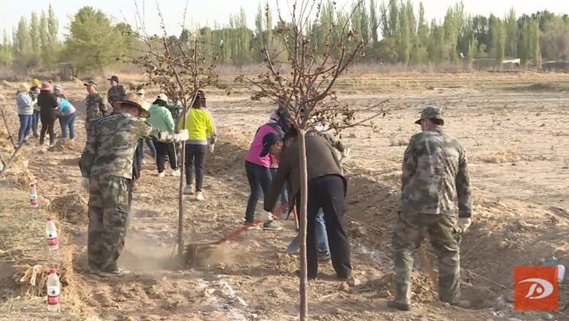 敦煌市千名干部职工义务植树 为农业中心园区建设添新绿