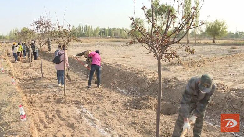 敦煌市千名干部职工义务植树 为农业中心园区建设添新绿