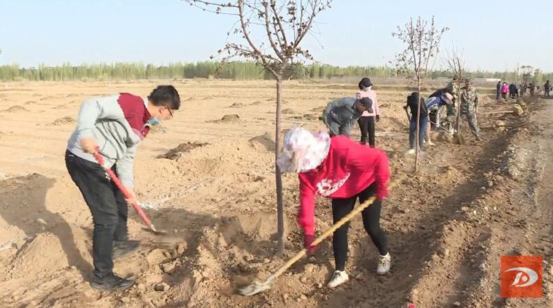 敦煌市千名干部职工义务植树 为农业中心园区建设添新绿