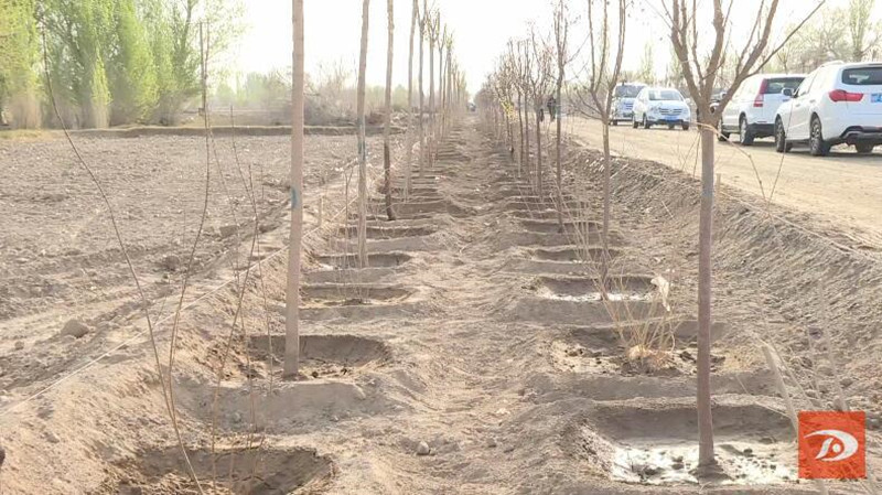 敦煌市千名干部职工义务植树 为农业中心园区建设添新绿