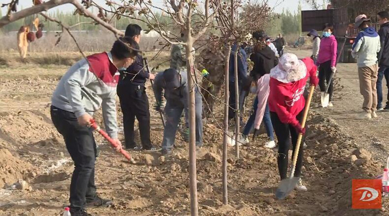 敦煌市千名干部职工义务植树 为农业中心园区建设添新绿