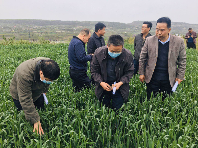 省植保站督导天水市小麦病虫害和草地贪夜蛾监测防控工作