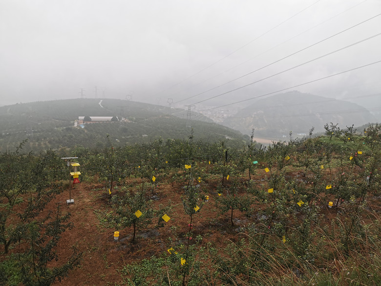 苹果有机肥替代化肥项目助力麦积区九龙山苹果基地建设