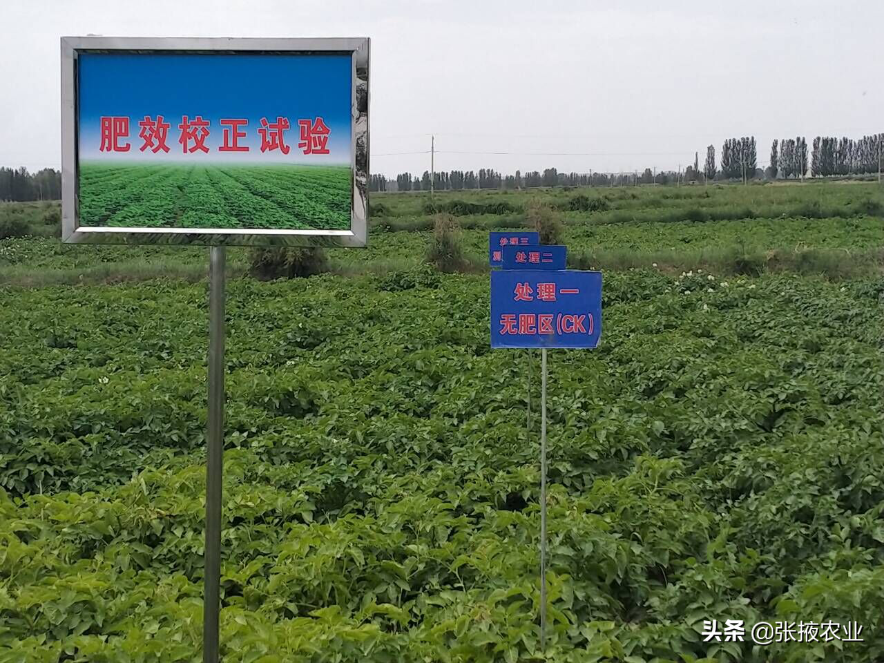 张掖市耕管站：规范土肥水试验示范研究加速农业科技成果转化
