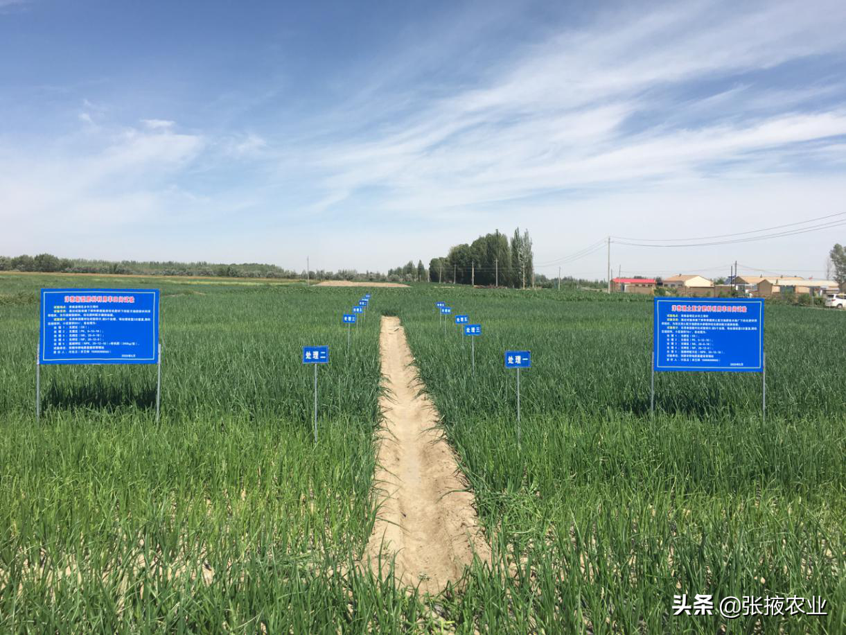 张掖市耕管站：规范土肥水试验示范研究加速农业科技成果转化