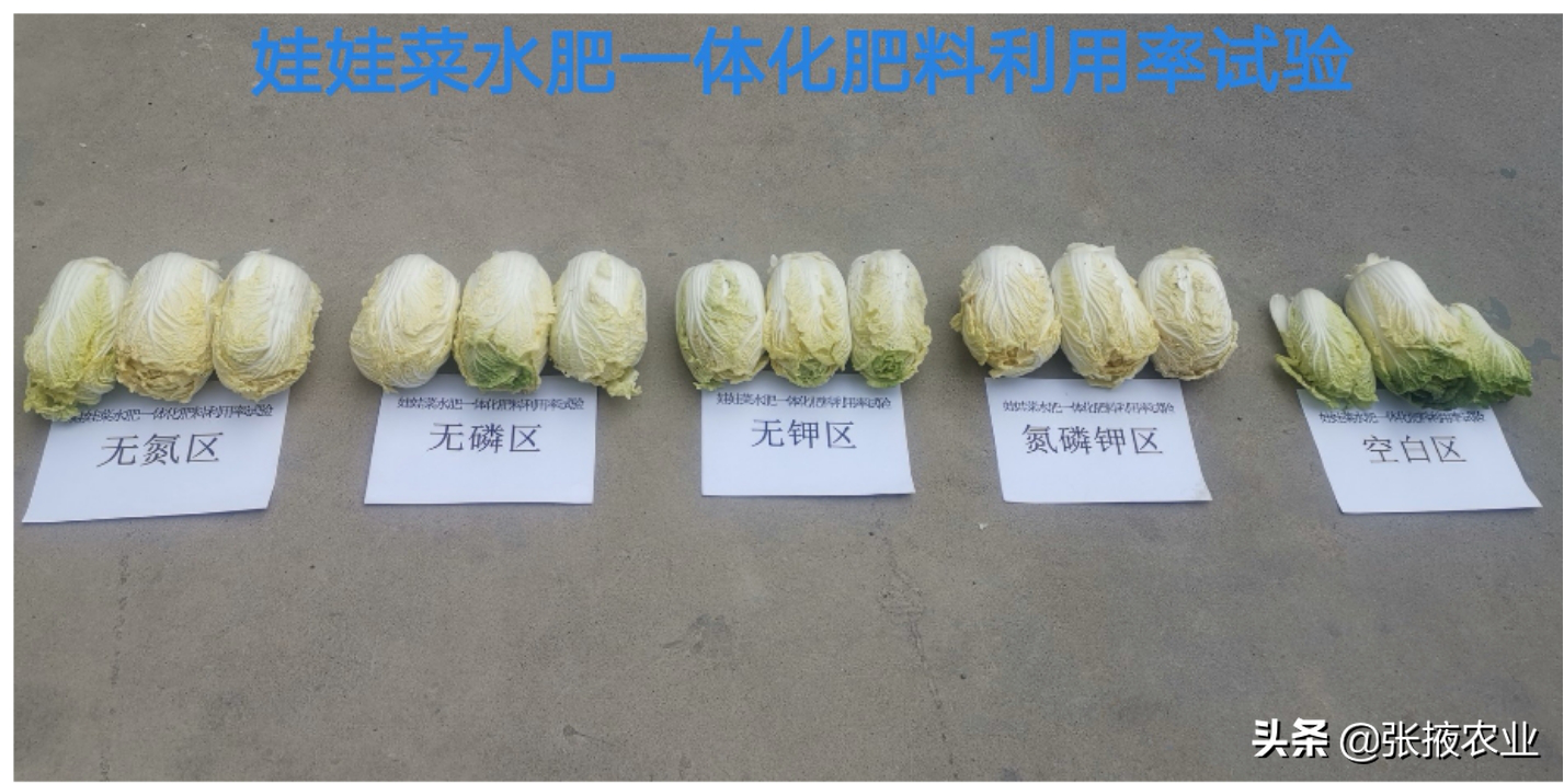 张掖市耕管站：规范土肥水试验示范研究加速农业科技成果转化