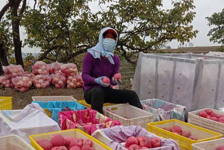 甘肃农垦亚盛平凉农业分公司喜迎苹果丰收