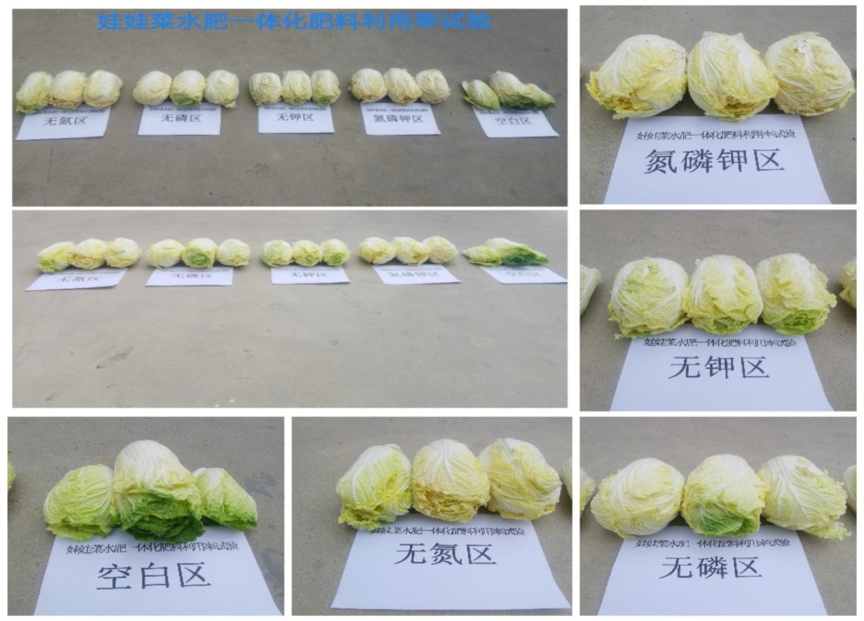 张掖精准开展肥料利用率测算全面夯实农业节肥增效基础