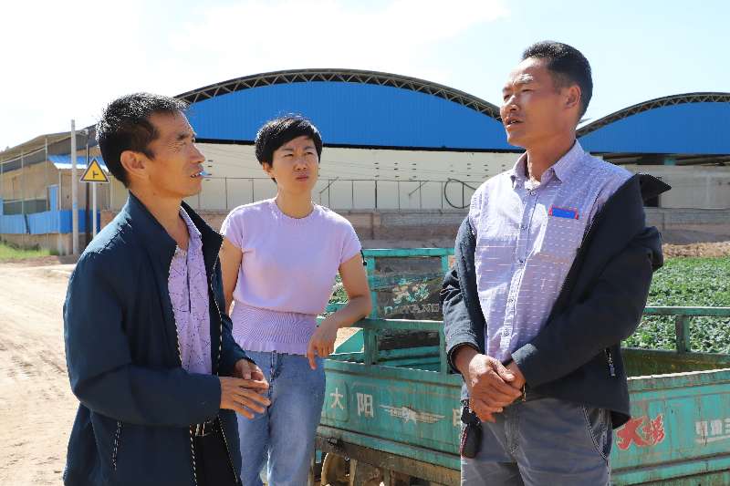 有机肥替代化肥助力金川区蔬菜产业提质增效