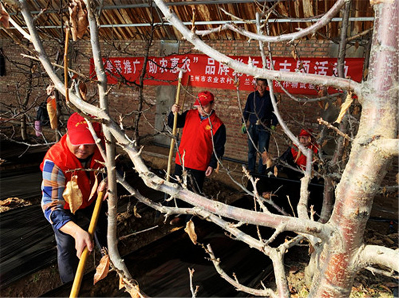 兰州市经作站开展帮助合作企业进行樱桃树冬季管理培训主题党日活动