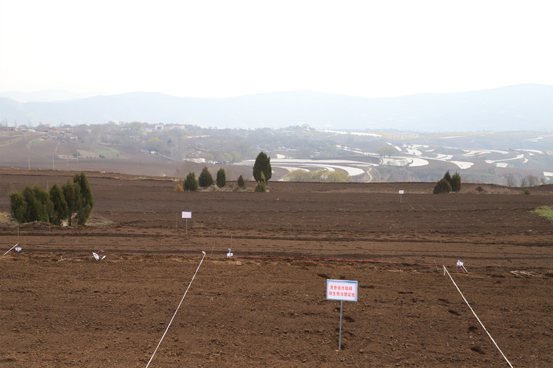 陇西县规模化布局引领中药材基地建设
