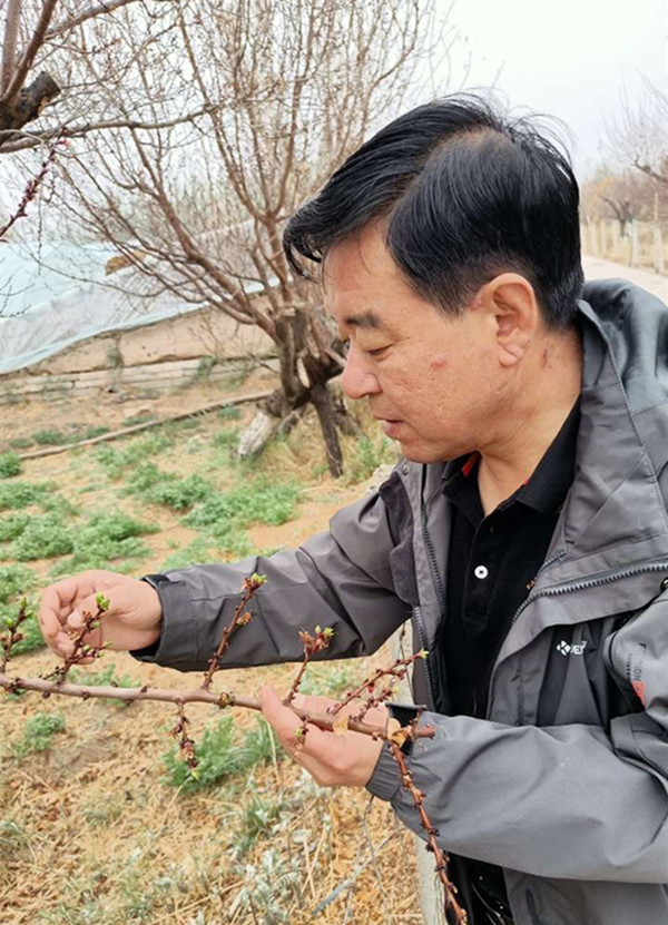 敦煌市农技中心积极应对霜冻灾害