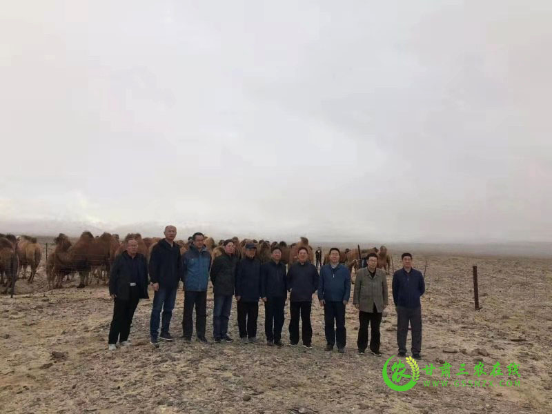 “阿克塞骆驼”顺利通过地理标志农产品名录外审定和品质鉴评