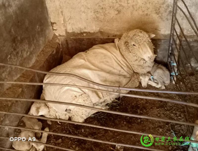 省绵羊繁育技术推广站接羔育幼工作顺利进行