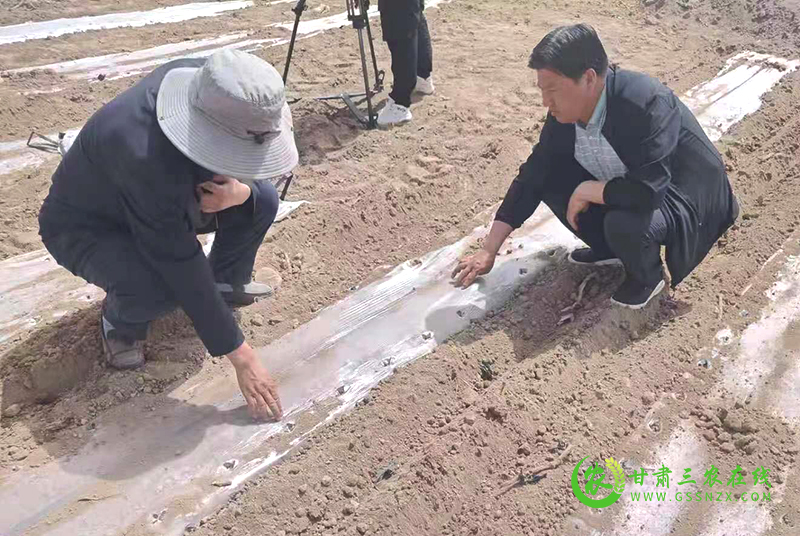 肃州区推广全生物可降解地膜 实现农业绿色可持续发展