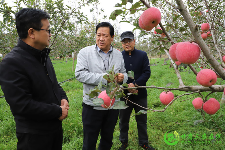 镇原县苹果有机肥替代化肥项目实施效果明显