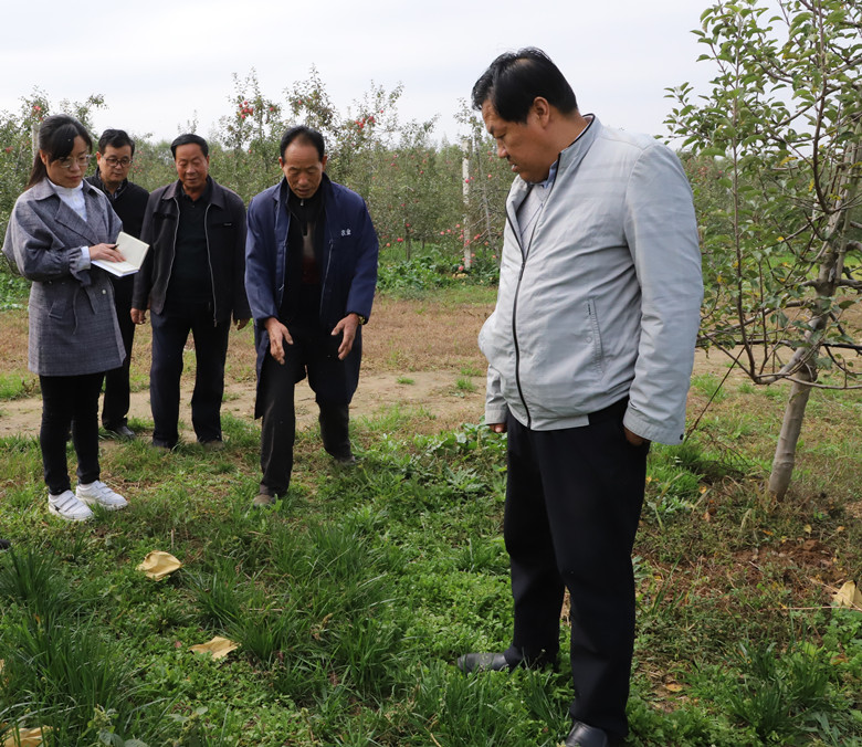 镇原县苹果有机肥替代化肥项目实施效果明显