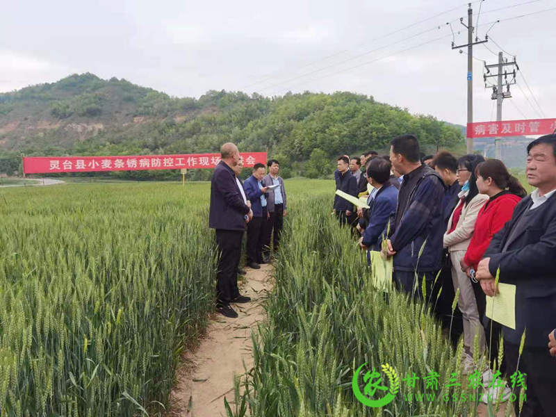 灵台县组织召开小麦条锈病防控工作现场推进会