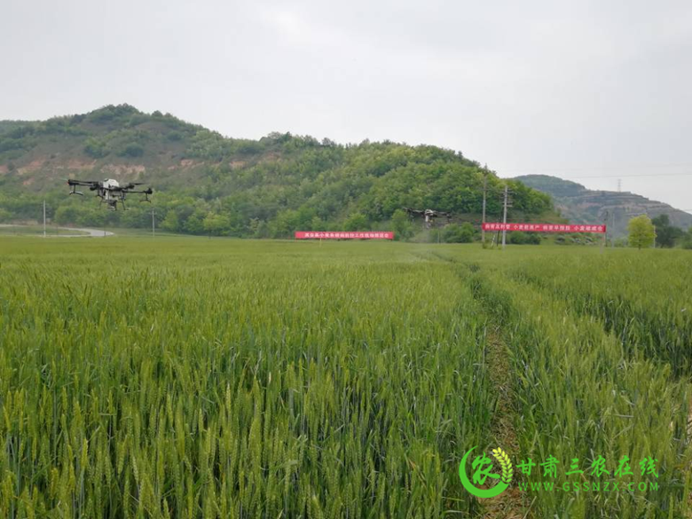 灵台县组织召开小麦条锈病防控工作现场推进会