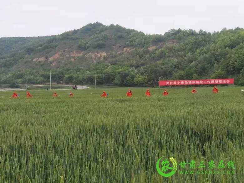 灵台县组织召开小麦条锈病防控工作现场推进会