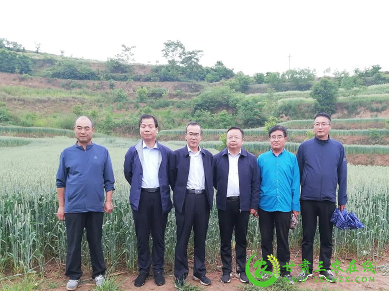 杨文雄调研指导徽县小麦新品种繁育推广工作