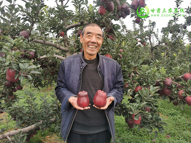 麦积区积极探索创新苹果有机肥替代化肥推广模式取得良好效果