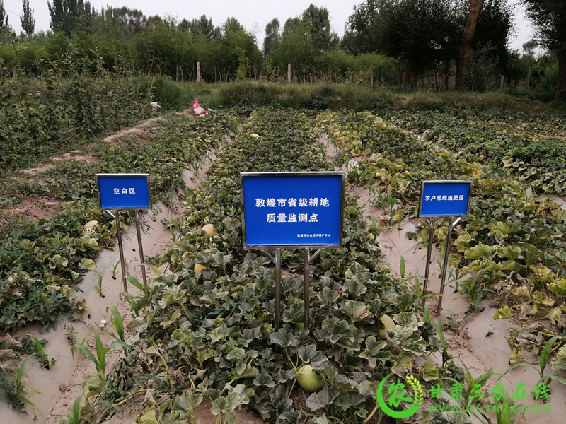 敦煌市多举并措着力推进化肥减量增效工作