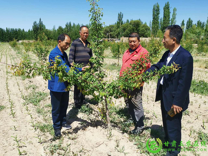 敦煌市学习党史教育为群众办好实事