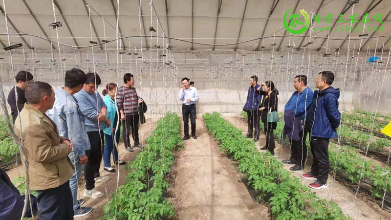 酒泉市农业技术推广服务中心以党史学习教育为抓手聚合力为群众帮办实事