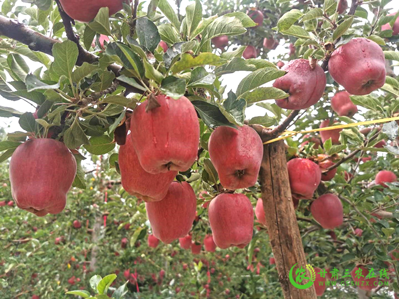 麦积区累计推广落实苹果有机肥替代化肥技术面积12万亩