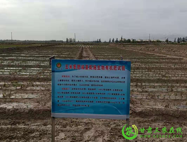 酒泉市农业技术推广服务中心坚持藏粮于技建设玉米标准化示范基地