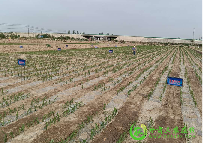 酒泉市农业技术推广服务中心坚持藏粮于技建设玉米标准化示范基地