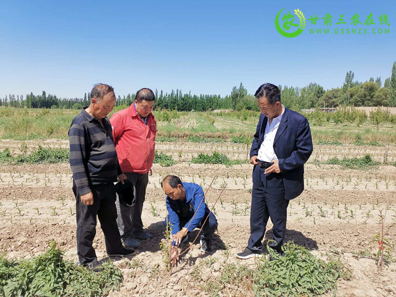 敦煌市农技中心学党史担使命农技指导到田间