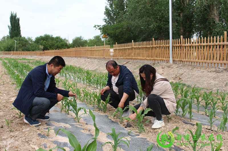 敦煌市全面落实全生物降解地膜试验示范