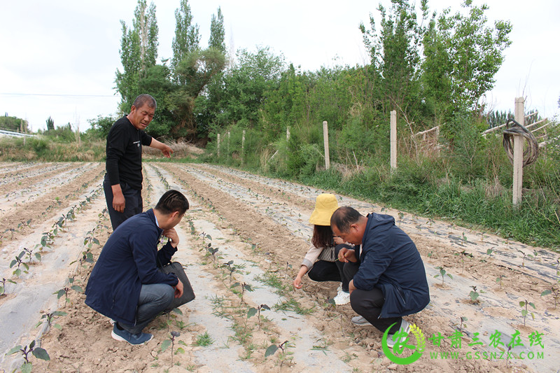 敦煌市全面落实全生物降解地膜试验示范