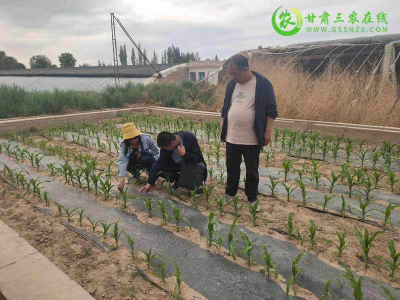 敦煌市全面落实全生物降解地膜试验示范