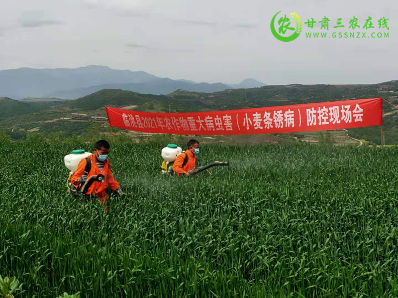 临洮县小麦条锈病防控“激战”正酣