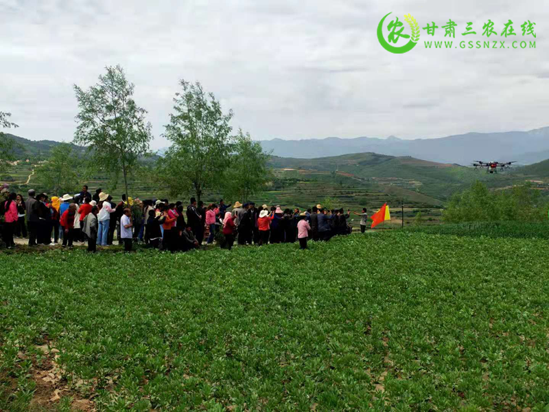 临洮县小麦条锈病防控“激战”正酣