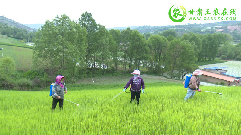 渭源县无人机飞防技术统防统治小麦条锈病
