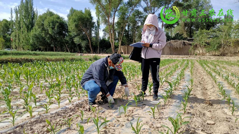敦煌市有序实施退化耕地治理项目确保耕地质量有效提升