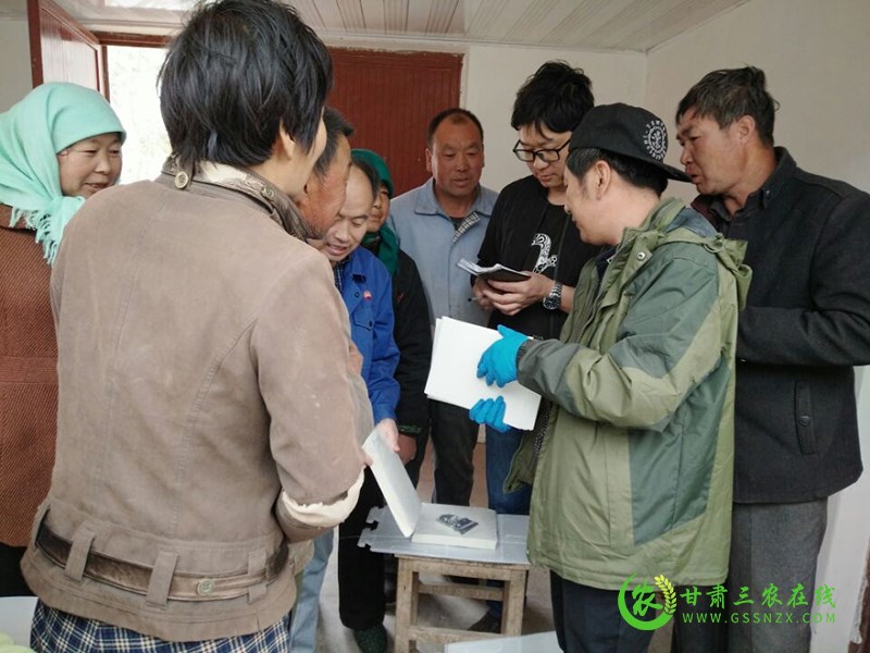 玉门市苹果蠹蛾防控工作有序开展