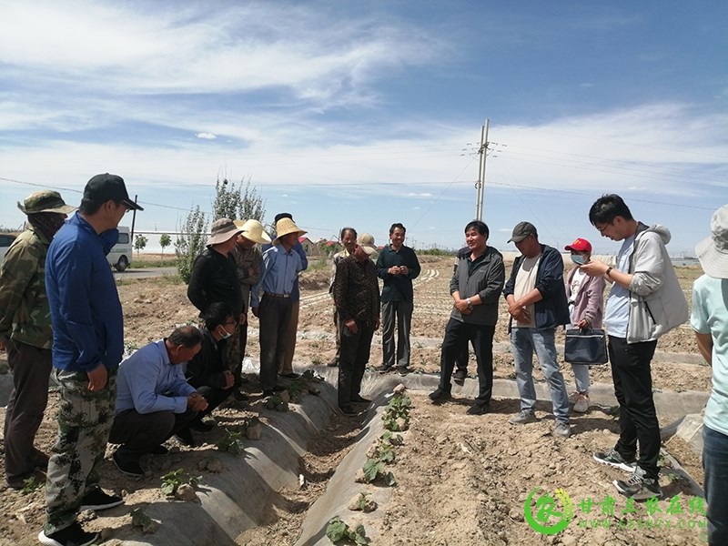 瓜州县“土专家”走进农家课堂 “田秀才”带出蜜瓜能手