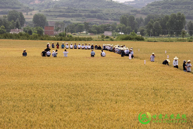 全省冬小麦新品种观摩暨良种联合攻关座谈会在徽县召开