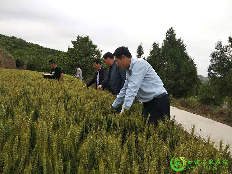 庆阳市农技中心督导正宁县小麦条锈病防控工作