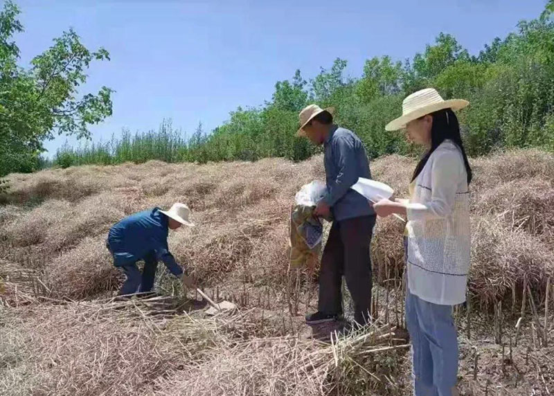 徽县农技中心技术人员深入柳林镇开展农业技术宣传及调研指导