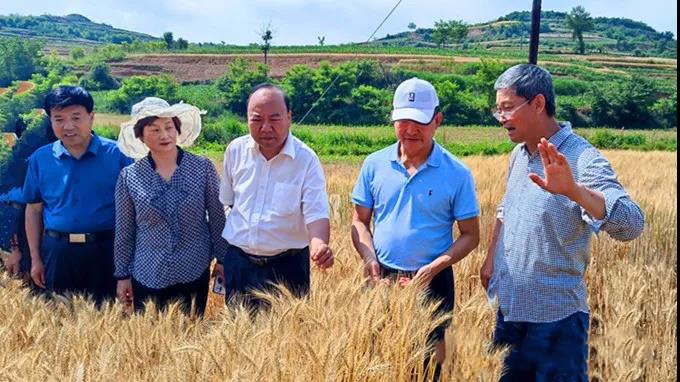 省农技总站站长赵贵宾一行莅临徽县检查指导农技推广工作